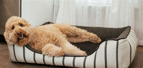 adore custom pet beds